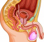 Prostat Hastalıkları